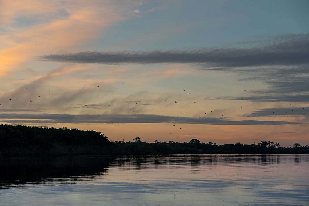 Brasil: Desmatamento Amazônia Recua e Atrai Capital ESG pré-Eleição 2026