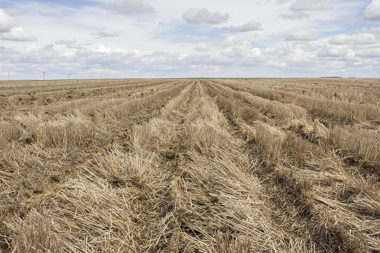 European Corn, Wheat Futures Gain After USDA Cuts Forecasts