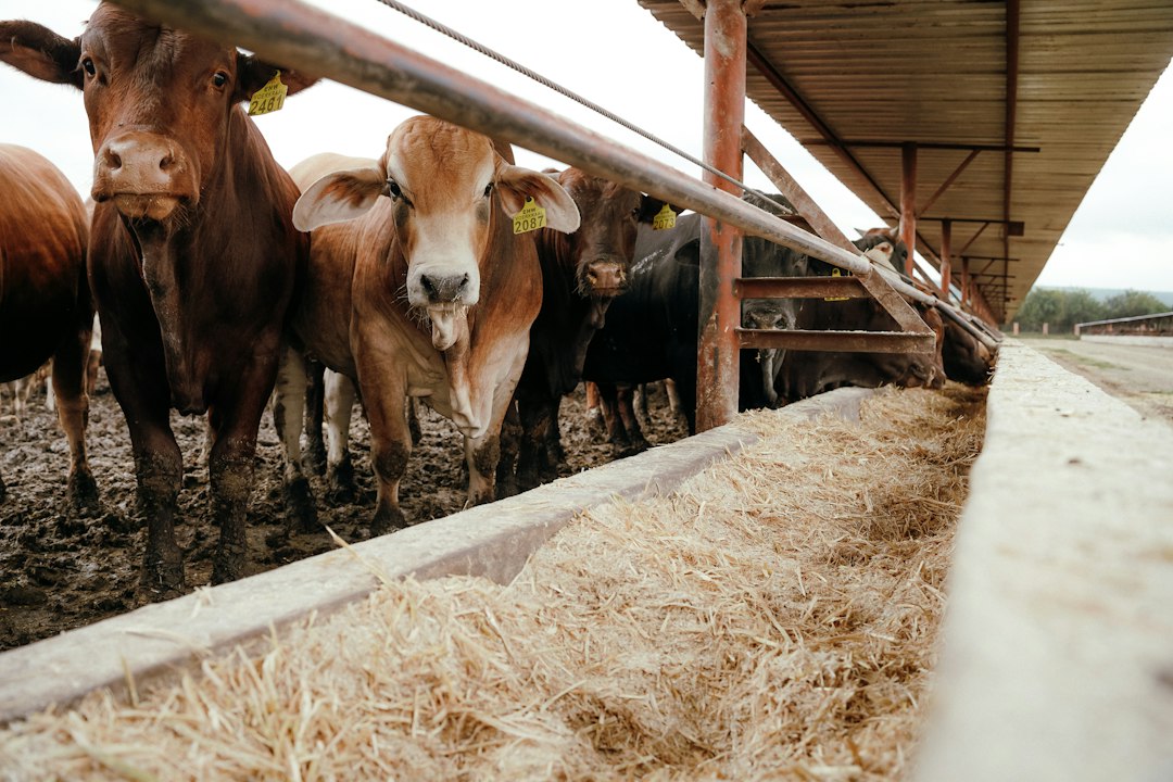 ICE Raids in Beef Country Raise Fears of Higher Prices