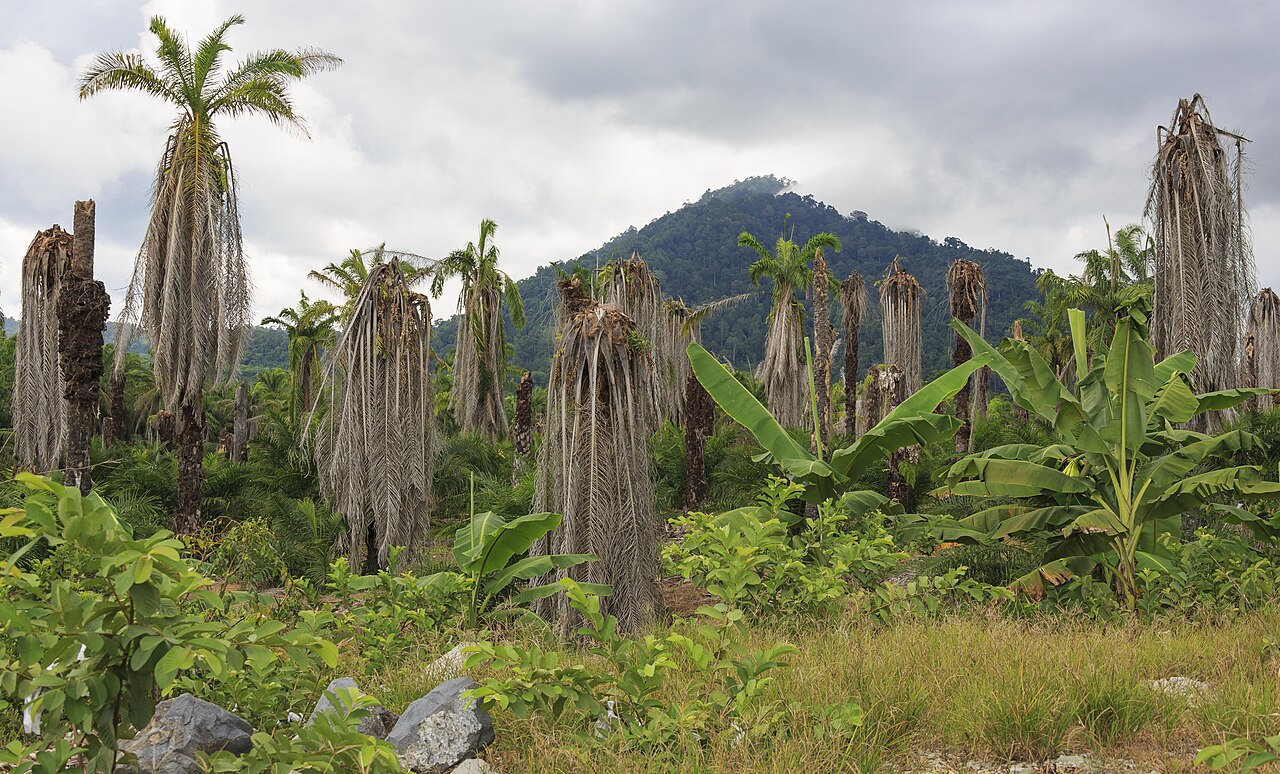 Malaysia palm surplus drives CPO futures lower amid storage squeeze