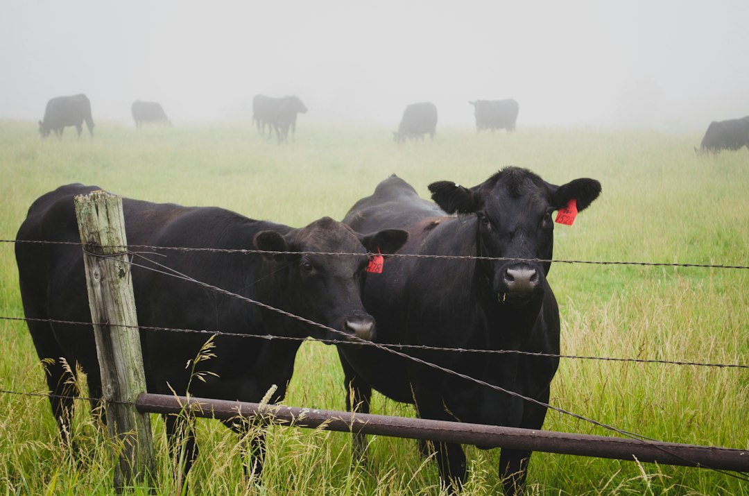 Trump Seeks ‘Made in U.S.A.’ Labels on Beef as Import Rule Angers Ranchers