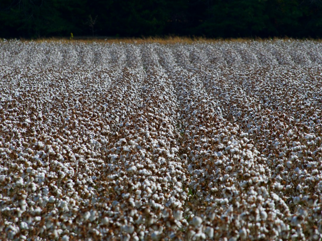 Redução de Fiscalização da CFTC nos EUA Eleva Risco de Benchmark para Agronegócio Brasileiro e Commodities Agrícolas