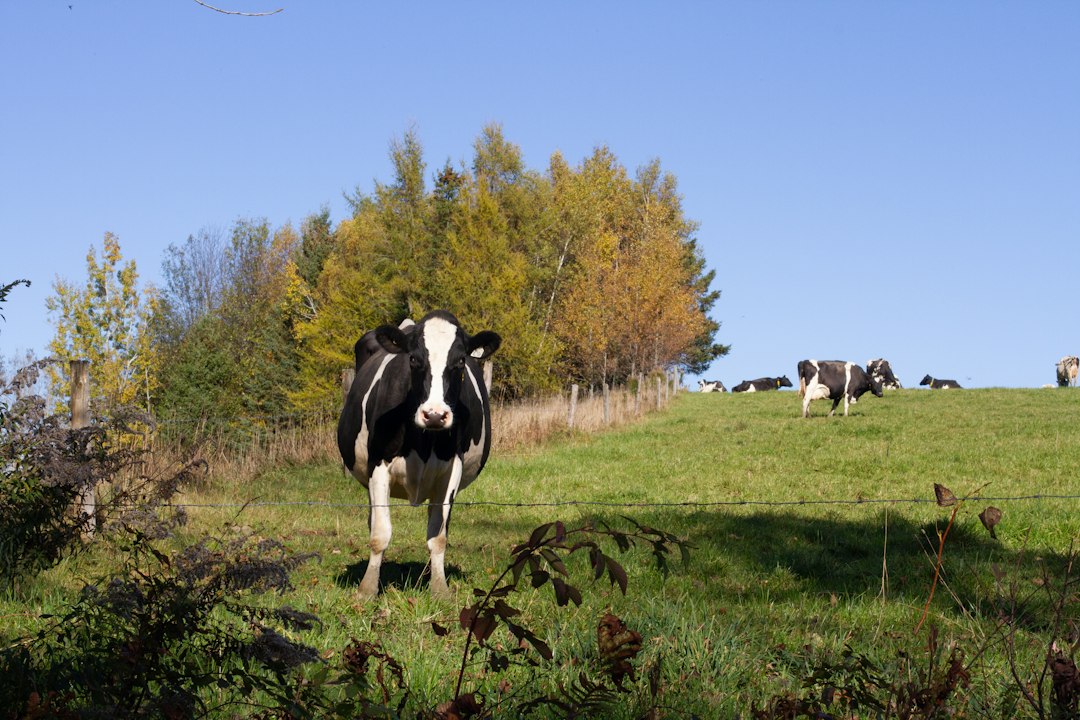 US Hits Canada With Ban on Some Dairy and Liquor Products