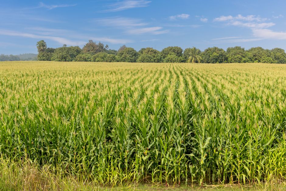 Water and Agriculture: Why Essential Commodities Deserve a Place in Your Portfolio